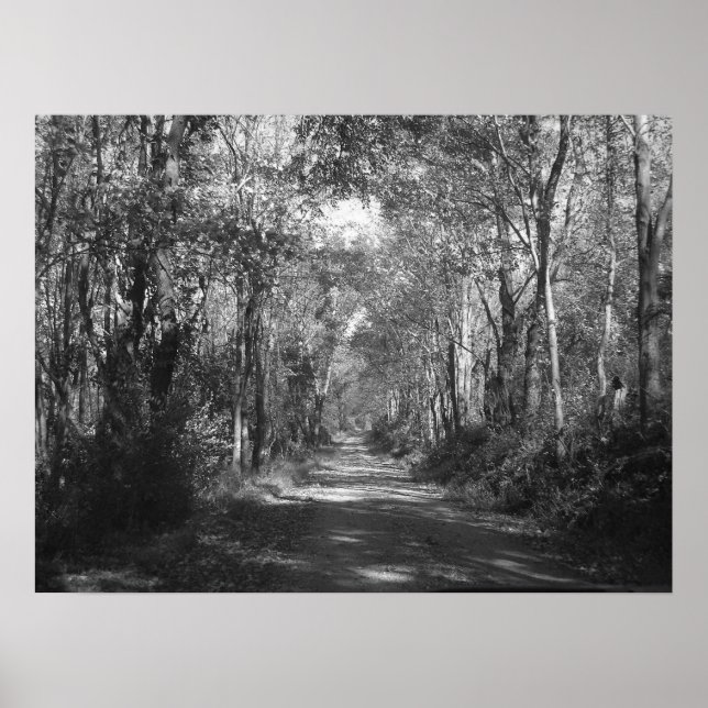 Póster "En los bosques" (Frente)