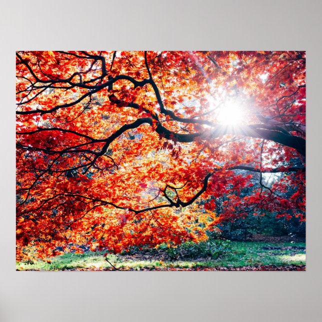 PÓSTER EN LOS COLORES MÁGICOS DEL OTOÑO (Frente)