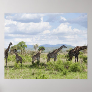 Póster En safari en el parque nacional de Mikumi en
