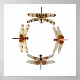 Póster En sincronización- Círculo de Dragonflies Poster d