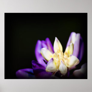 Póster Enamorado de Lupine