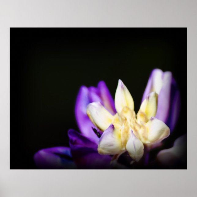 Póster Enamorado de Lupine (Frente)