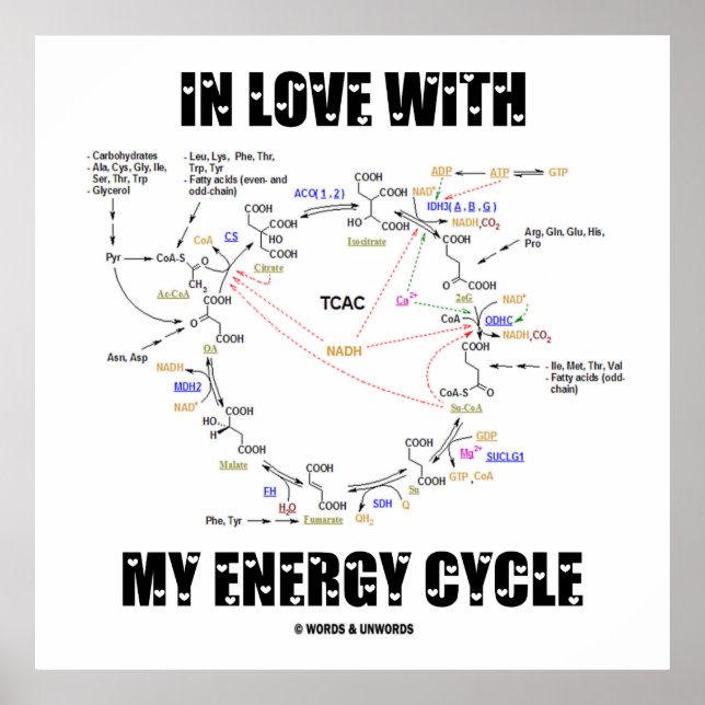 Póster Enamorado de mi ciclo energético (ciclo Krebs) (Frente)