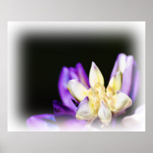 Póster Enamorado del Viñette Blanco Lupine