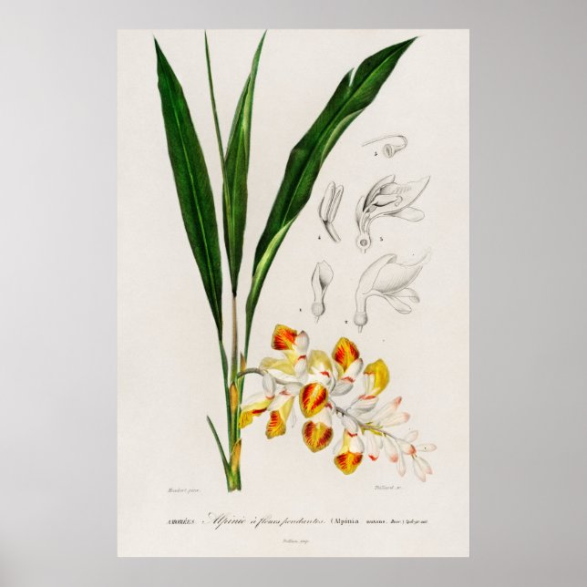 Póster Enano cardamomo (Alpinia nutans) (Frente)