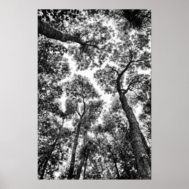 Póster Encajado natural (tops) (Frente)