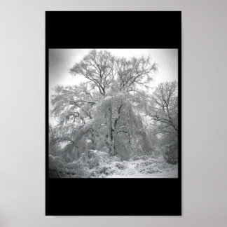 Póster encaje, cordón, lazo, del cordón,