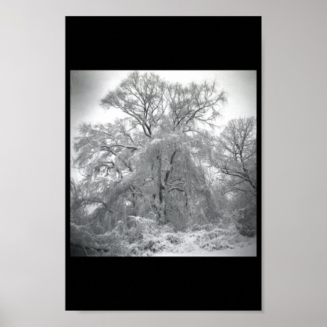 Póster encaje, cordón, lazo, del cordón,  (Frente)