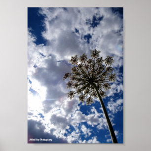 Póster Encaje de la Reina Ana en Cielos Nublados