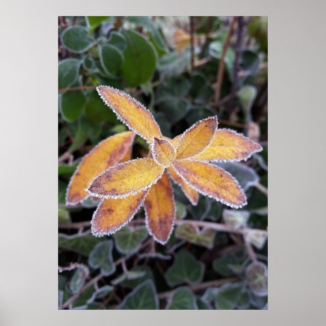 Póster encaje del hielo (Frente)