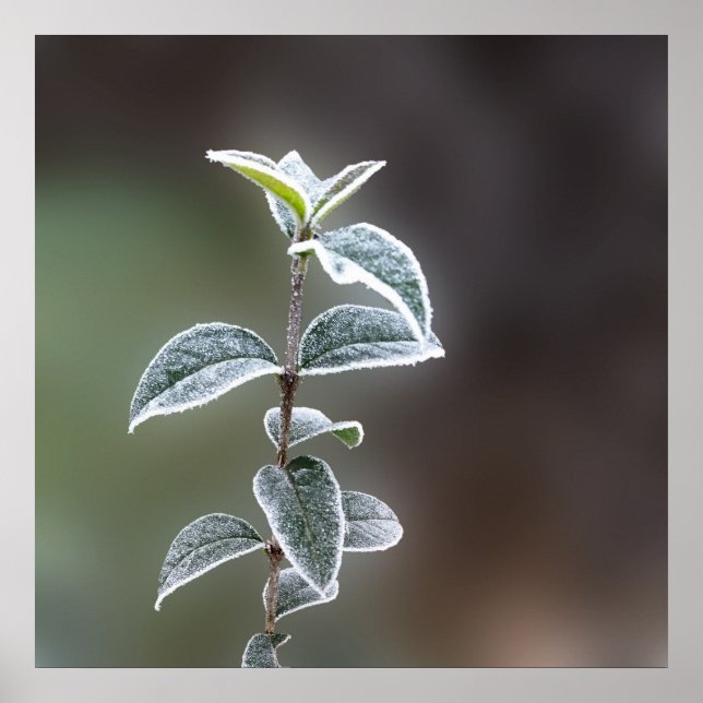 Póster encaje sobre hojas (Frente)
