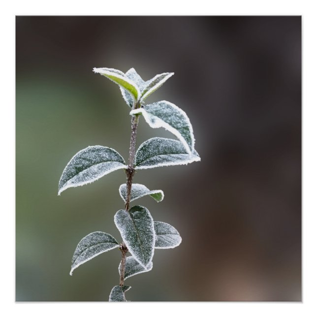 Póster encaje sobre hojas (Anverso)