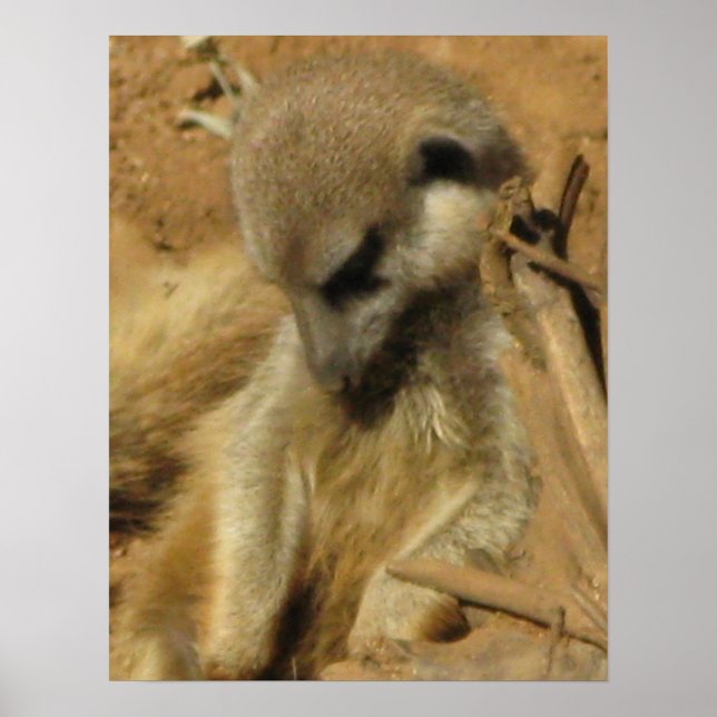 Póster Encantadora foto de un Meerkat (Frente)