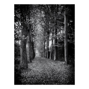 Póster Encantadora foto en blanco y negro del bosque