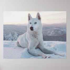 Póster Encantando Perro Husky Blanco en la nieve