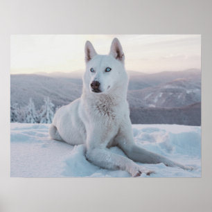 Póster Encantando Perro Husky Blanco en la nieve