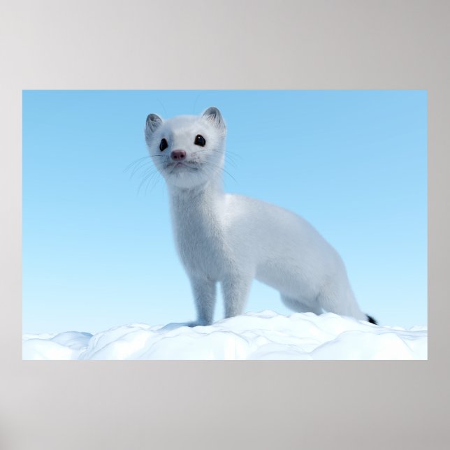 Póster Encanto de Comadreja Ártica (Frente)