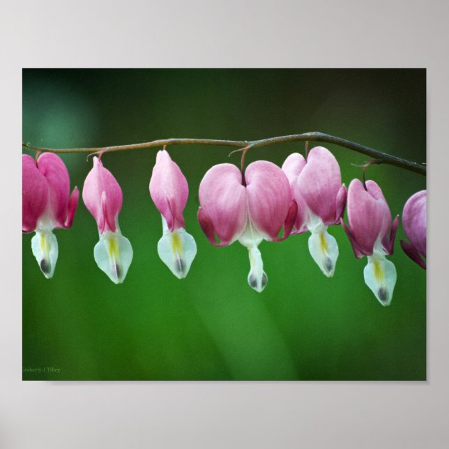 Póster Encantos Impresos Rosados (Frente)