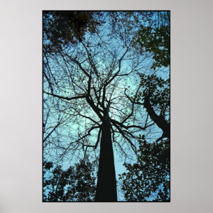 Póster Encima del árbol