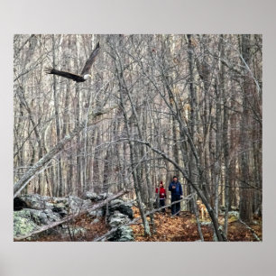 Póster Encuentro de águila calva