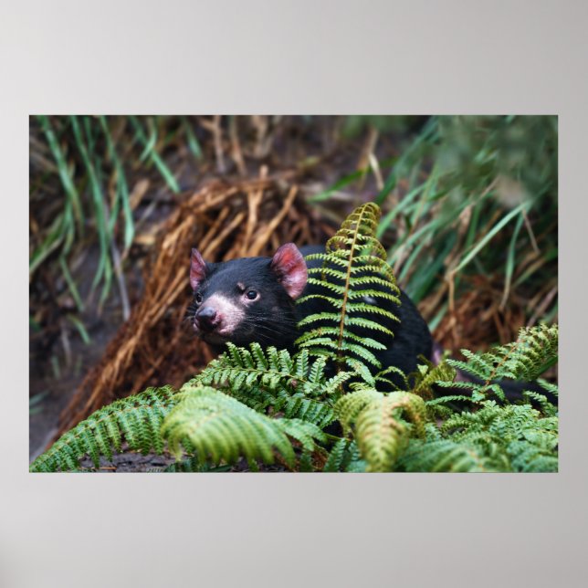 Póster Encuentro del demonio de Tasmania (Frente)