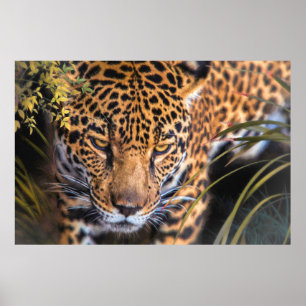 PÓSTER ENCUENTRO LEOPARD