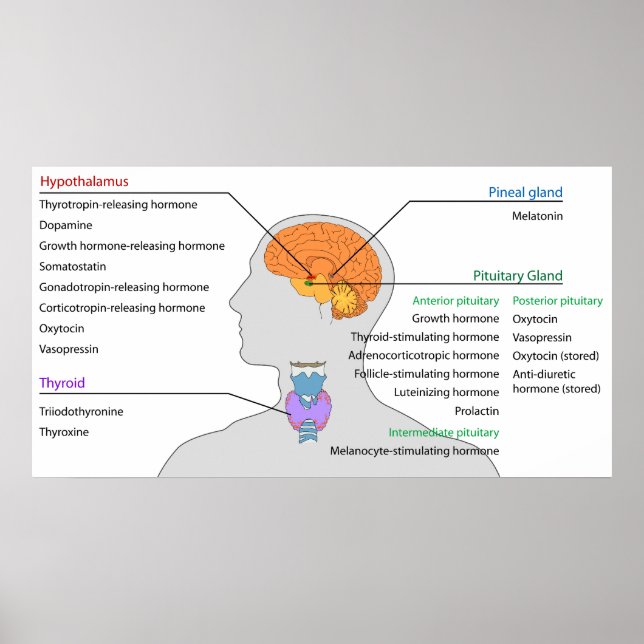 Póster Endocrine Glands & Hormones of the Head and Neck (Frente)