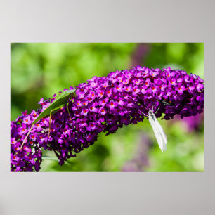 Póster energía katydid