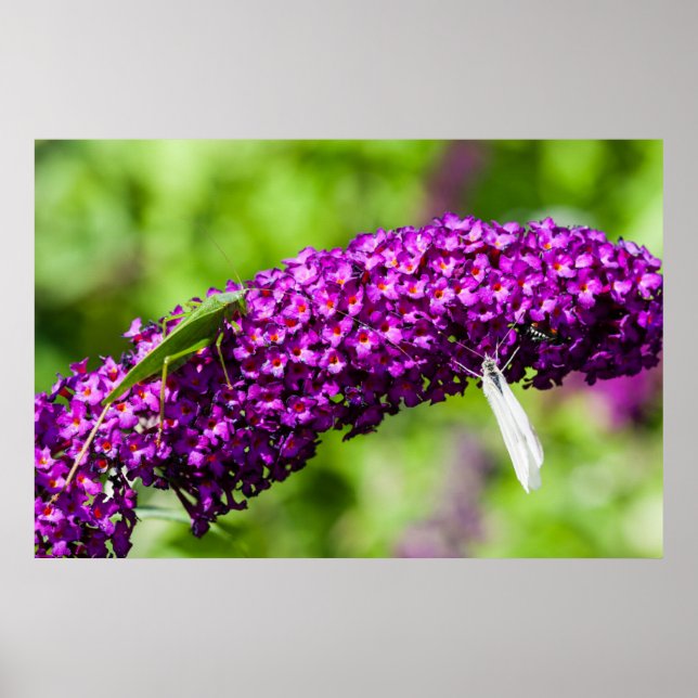 Póster energía katydid (Frente)