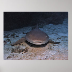 Póster Enfermera en reposo de tiburón