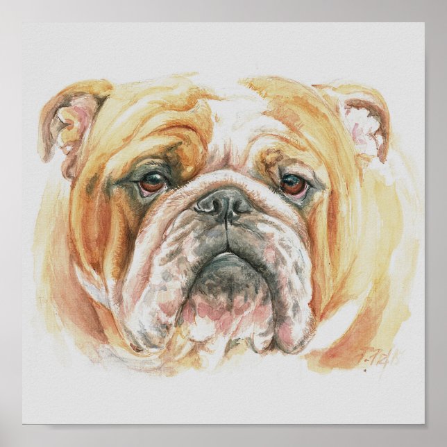 Póster English Bulldog face Watercolor painting (Frente)