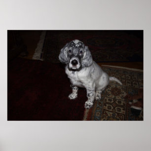 Póster English Setter