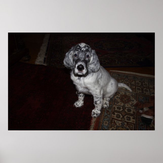 Póster English Setter (Frente)