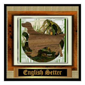Póster English Setter Sporting