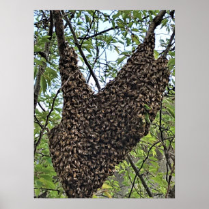 Póster Enjambre de abejas