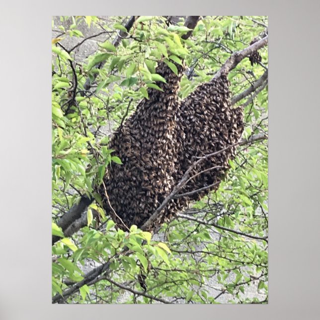 Póster Enjambre de abejas (Frente)