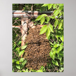 Póster Enjambre de abejas