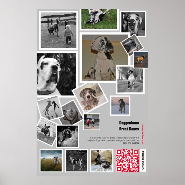 Póster Enorme Gran Dane Puppy para vender (Frente)