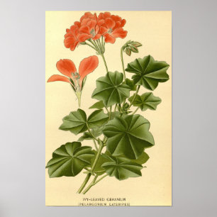 Póster Ensayo botánico vintage Ivy Leaved Geranium Illust