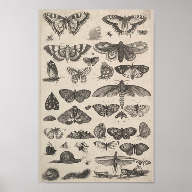 Póster Entomología de la Vintage Lepidoptera Insecos (Frente)