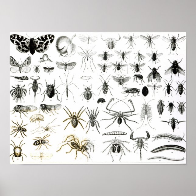 Póster Entomología, Myriapoda y Arachnida (Frente)