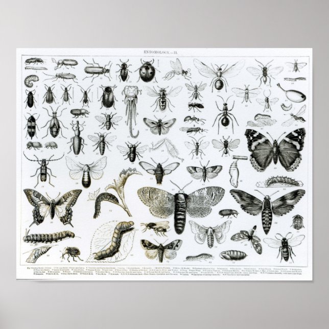 Póster Entomology (Frente)