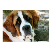 entrada de perro de bernard
