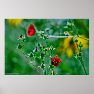 Póster Entrada en el jardín