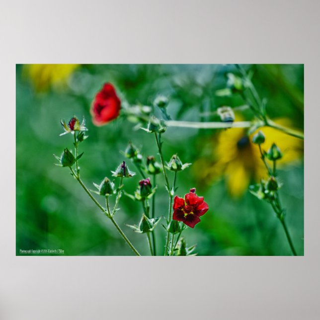 Póster Entrada en el jardín (Frente)