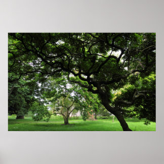 Póster Entre los árboles de la Magnolia
