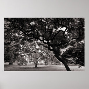 Póster Entre los árboles de la magnolia - BW caliente