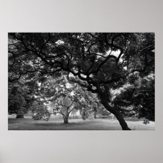 Póster Entre los árboles de Magnolia BW