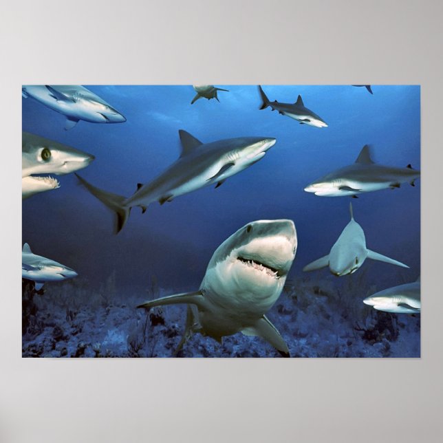 Póster Entre los tiburones (Frente)