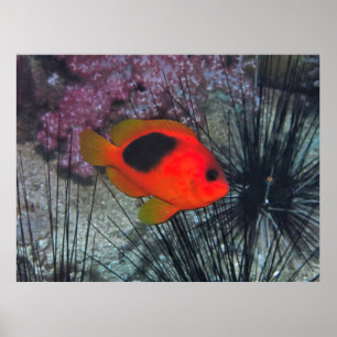 Póster Entre los Urchins